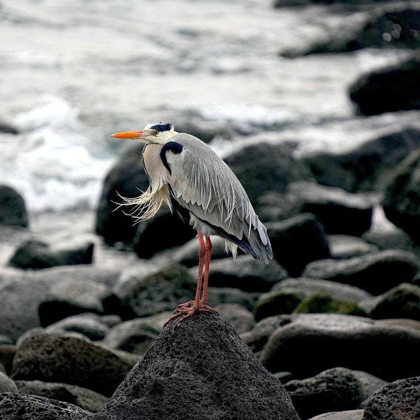 common heron, nature, bird-8565354.jpg